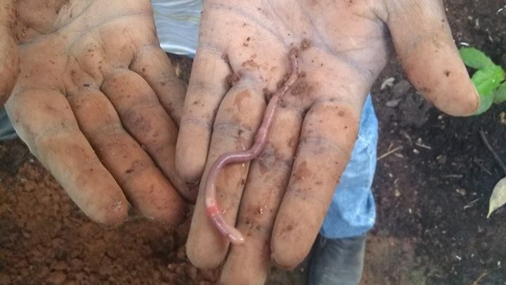 Vermicomposting at home setup with earthworms, kitchen waste, and potting soil in a ventilated container