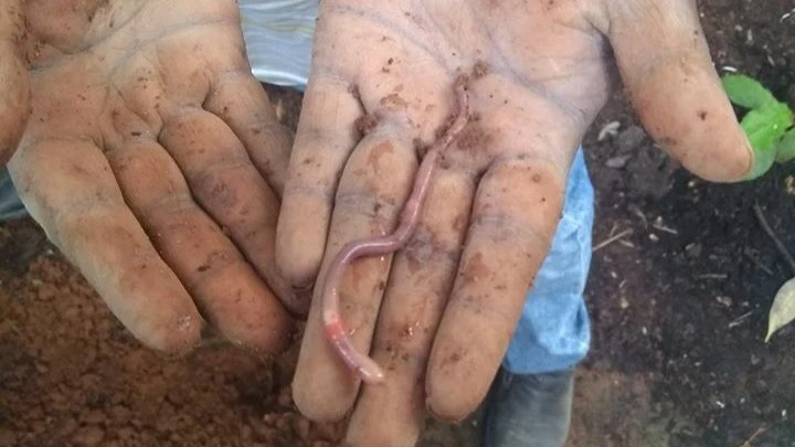 Earthworms