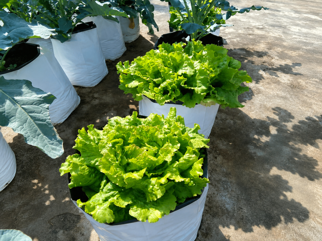 Lettuce grown from kitchen waste to vegetables using Marigold compost in Bangalore